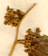 Rhamnus micranthus L., blomställning x6