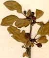 Rhamnus pumilus L., närbild x6