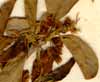 Rhamnus saxatilis L., inflorescens x8