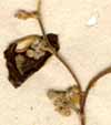 Rhamnus spina christi L., blomställning x8