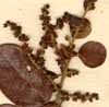 Rhamnus theezans L., inflorescens x6