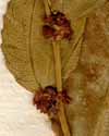Rhamnus zizyphus L., inflorescens x8