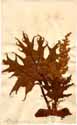 Rheum palmatum L., framsida