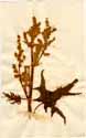 Rheum palmatum L., front