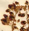 Rheum rhaponticum L., inflorescens x8