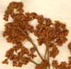 Rheum rhabarbarum L., blomställning x8