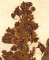 Rheum rhabarbarum L., blomställning x8