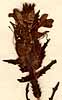 Rhinanthus trixago L., blomställning x8