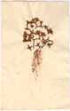 Rhizophora mangle L., front