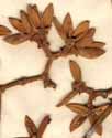 Rhizophora mangle L., flowers x5