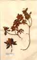 Rhododendron ferrugineum L., front