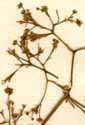 Rhus cotinus L., blomställning x8