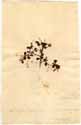 Rhus cuneifolium L. f., framsida