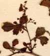 Rhus cuneifolium L. f., blomställning x8