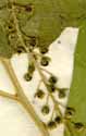 Rivina humilis L., inflorescens x8