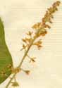 Rivina humilis L., inflorescens x8