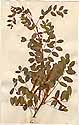 Robinia caragana L., framsida