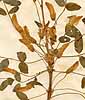 Robinia caragana L., framsida x2