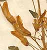 Robinia caragana L., flowers x6