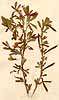 Robinia frutescens L., närbild, framsida x2