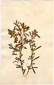 Robinia frutescens L., framsida