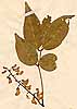 Robinia mitis L., närbild, framsida x2