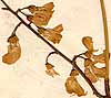 Robinia mitis L., inflorescens x8