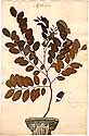 Robinia pseud-acacia L., framsida