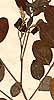 Robinia pseud-acacia L., närbild x5