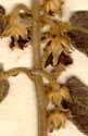 Royena villosa L., inflorescens x8