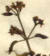Rubia cordifolia L., inflorescens x8