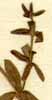 Rubia peregrina L., närbild x8