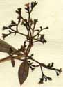 Rubia tinctorum L., blomställning x7