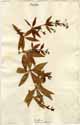 Rubia tinctorum L., front