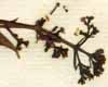 Rubia tinctorum L., inflorescens x8
