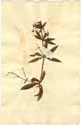 Rubia tinctorum L., framsida