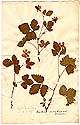 Rubus arcticus L., framsida