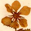 Rubus arcticus L., blomställning x8