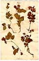 Rubus arcticus L., framsida