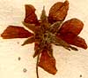 Rubus arcticus L., blomställning x8