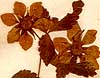 Rubus arcticus L., blomställning x5