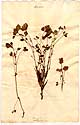 Rubus arcticus L., front