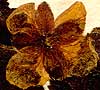 Rubus chamaemorus L., inflorescens x7
