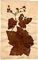 Rubus odoratus L., front