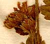 Rubus saxatilis L., blomställning x8