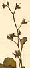 Ruellia antipoda L., blomställning x8