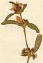 Ruellia balsamica Linn. f., inflorescens x8