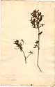 Ruellia paniculata L., front