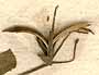 Ruellia paniculata L., fruit x8
