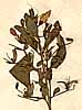 Ruellia paniculata L., inflorescens x5